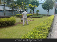 南寧第45屆體操世界錦標(biāo)賽主賽場、訓(xùn)練場病媒生物防制工作