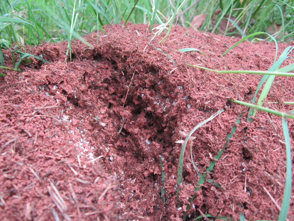 公園、社區(qū)、校園等公共場(chǎng)所進(jìn)行有效紅火蟻防制